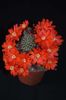 Rebutia krainziana