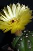 Parodia ottonis