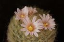 Mammillaria aureilanata