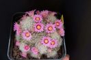 Mammillaria laui