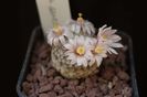 Mammillaria sanchez mejorae