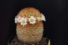 Mammillaria carmenae ru
