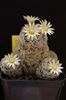 Mammillaria duwei