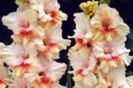 gladiole crispy ruffle