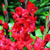 gladiole fire ruffle