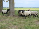 Oi si Berbeci Norfolk Horn la pascut