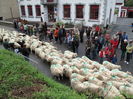Oitele pe drum spre munte-hj7