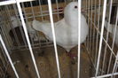 DSC01811