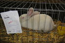 DSC01950