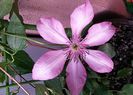 Clematis