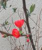 Chaenomeles speciosa 'Rubra' - Gutui japonez