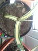 agave ingens mediopicta lutea