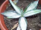 agave americana mediopicta alba striata