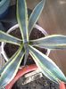 agave americana variegata