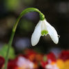 poze-cu-flori-de-primavara-imagini-cu-ghiocei-galanthus-nivalis-23