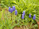 muscari