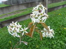 amelanchier lamarckii