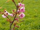 prunus Kiku Shidare Zakura