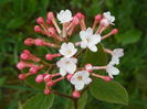 viburnum carlesii