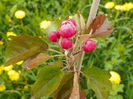 malus Brandywine