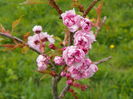 prunus Kiku Shidare Zakura