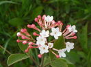 viburnum carlesii