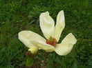 magnolia Yellow Lantern
