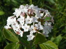 viburnum carlesii