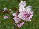 prunus Kiku Shidare Zakura