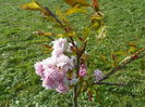 prunus Kiku Shidare Zakura