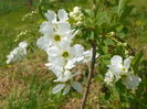 exochorda The Bride