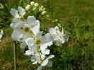 exochorda The Bride