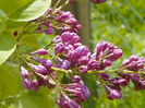 syringa Marechal Foch