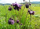 aquilegia