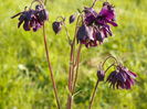 aquilegia