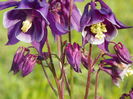 aquilegia