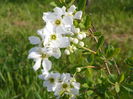exochorda The Bride