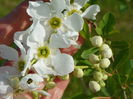exochorda The Bride