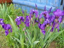 iris germanica