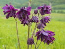 aquilegia