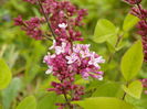 syringa Josee
