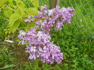 syringa Marechal Foch