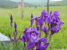 iris germanica