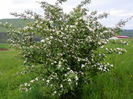 crataegus monogyna