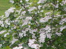 crataegus monogyna