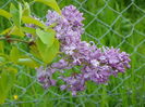 syringa Marechal Foch