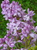 syringa Marechal Foch