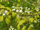viburnum plic. Kilimandjaro