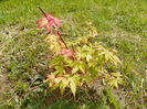 acer palmatum Sango Kaku