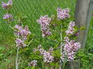 syringa superba
